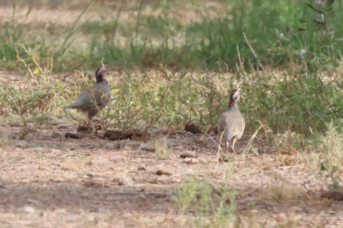 Barbary Partridge - ML642825878