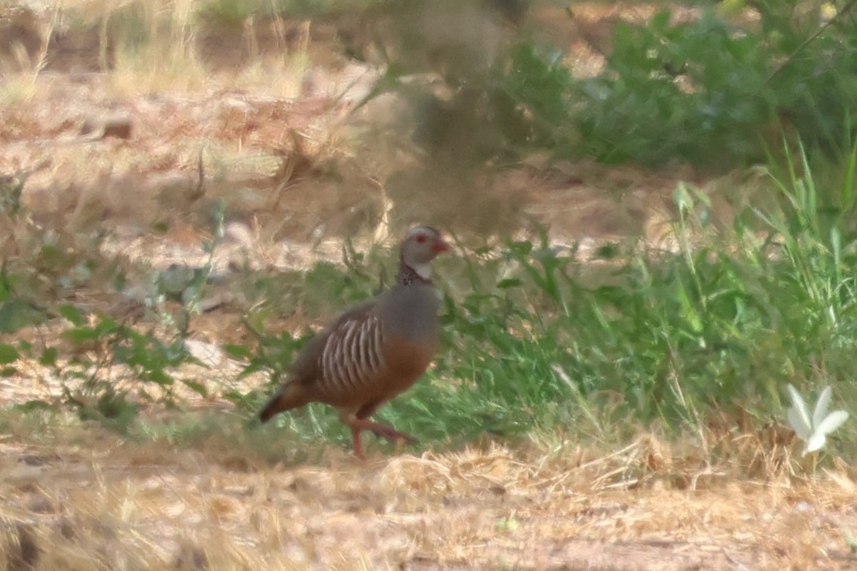 Barbary Partridge - ML642825879