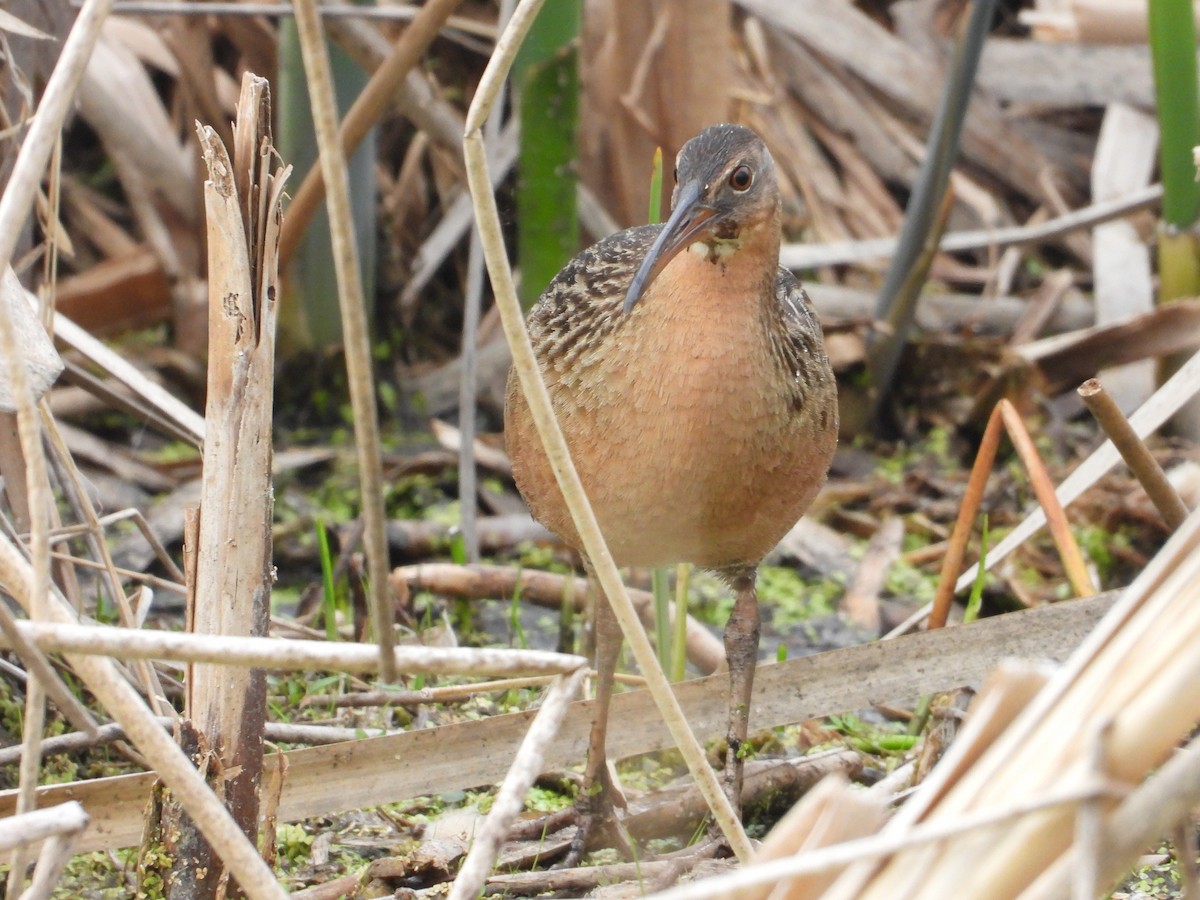 King Rail - ML642825884