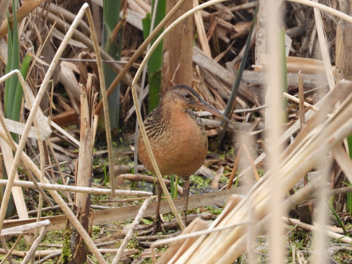 King Rail - ML642825885