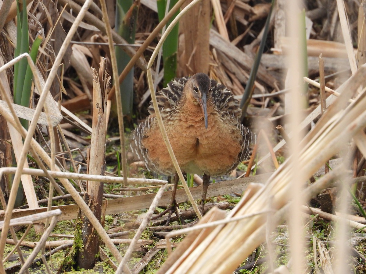 King Rail - ML642825886
