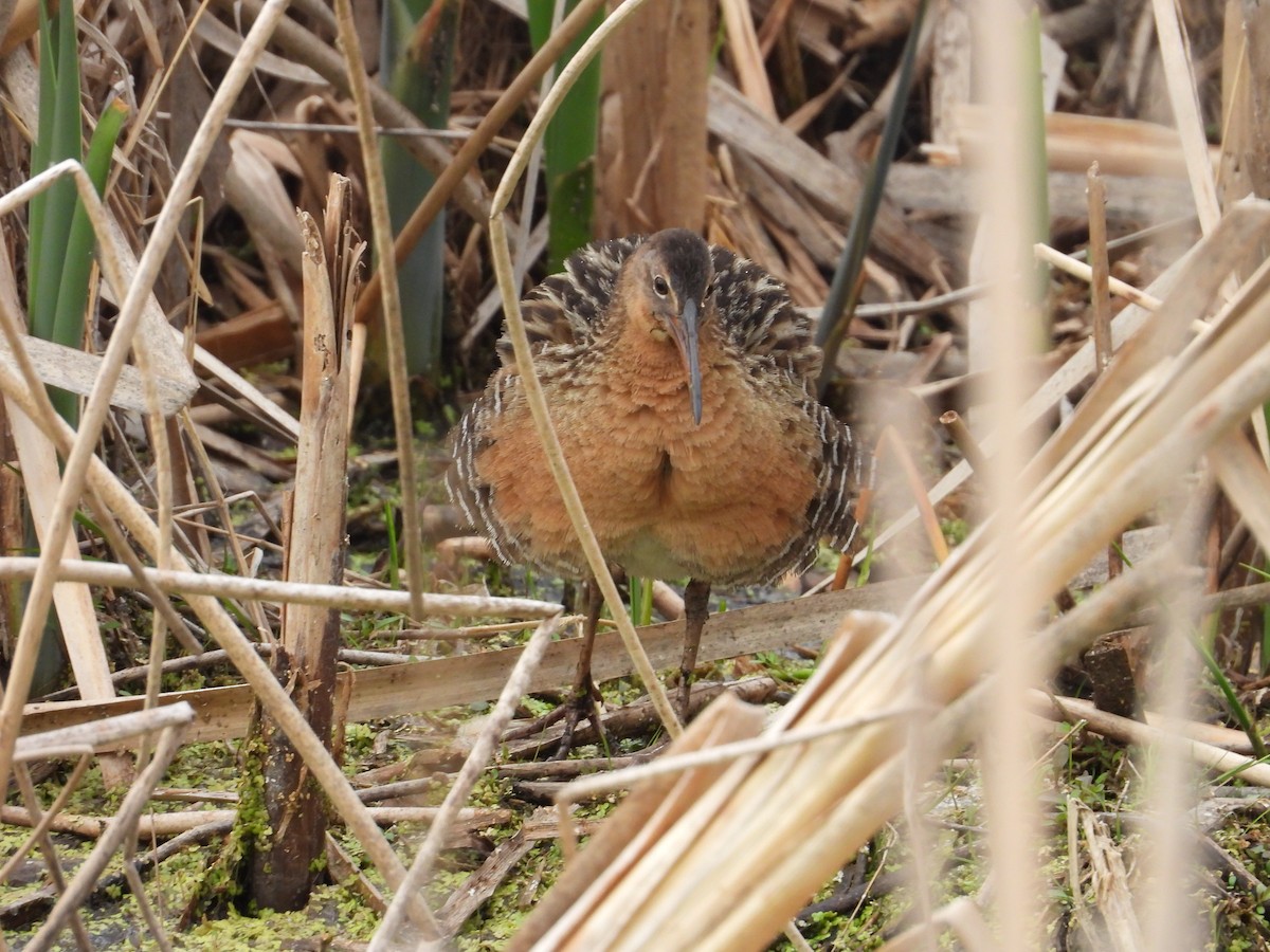 King Rail - ML642825887