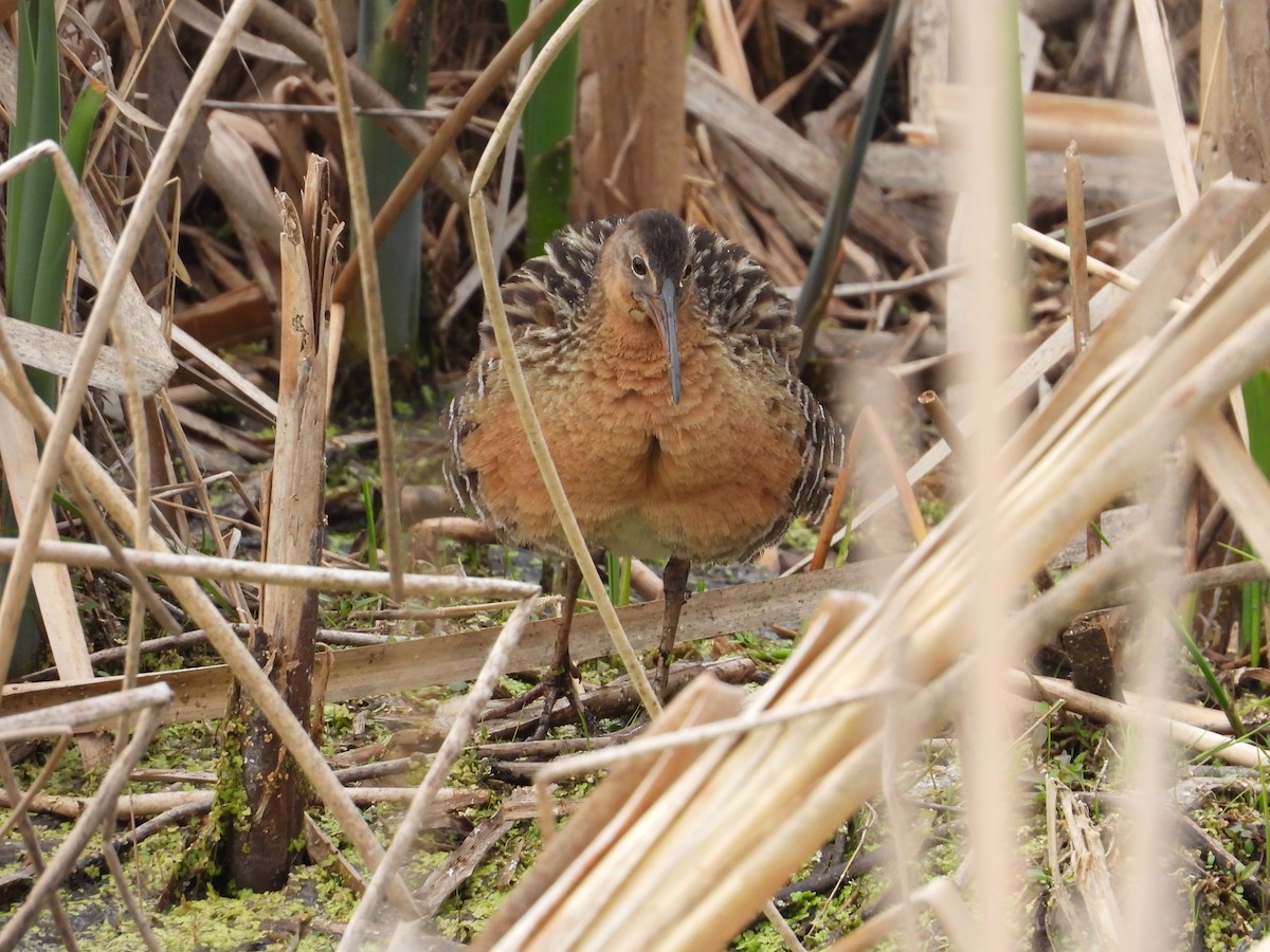 King Rail - ML642825888
