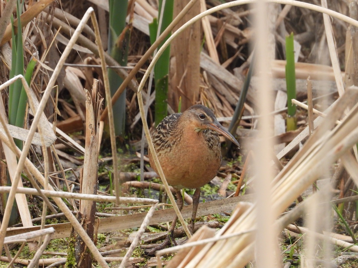 King Rail - ML642825889