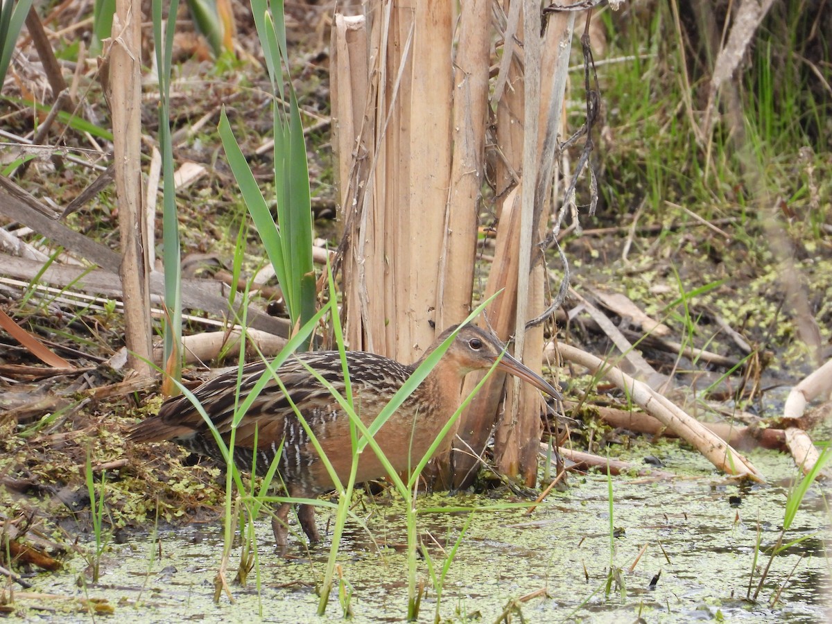 King Rail - ML642825890