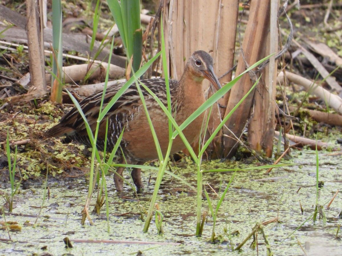 King Rail - ML642825892