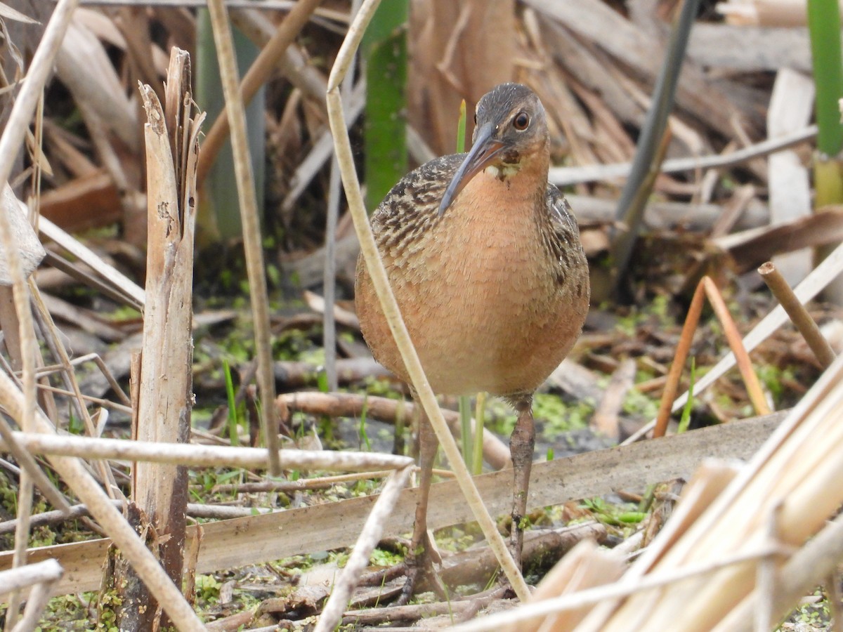 King Rail - ML642825893