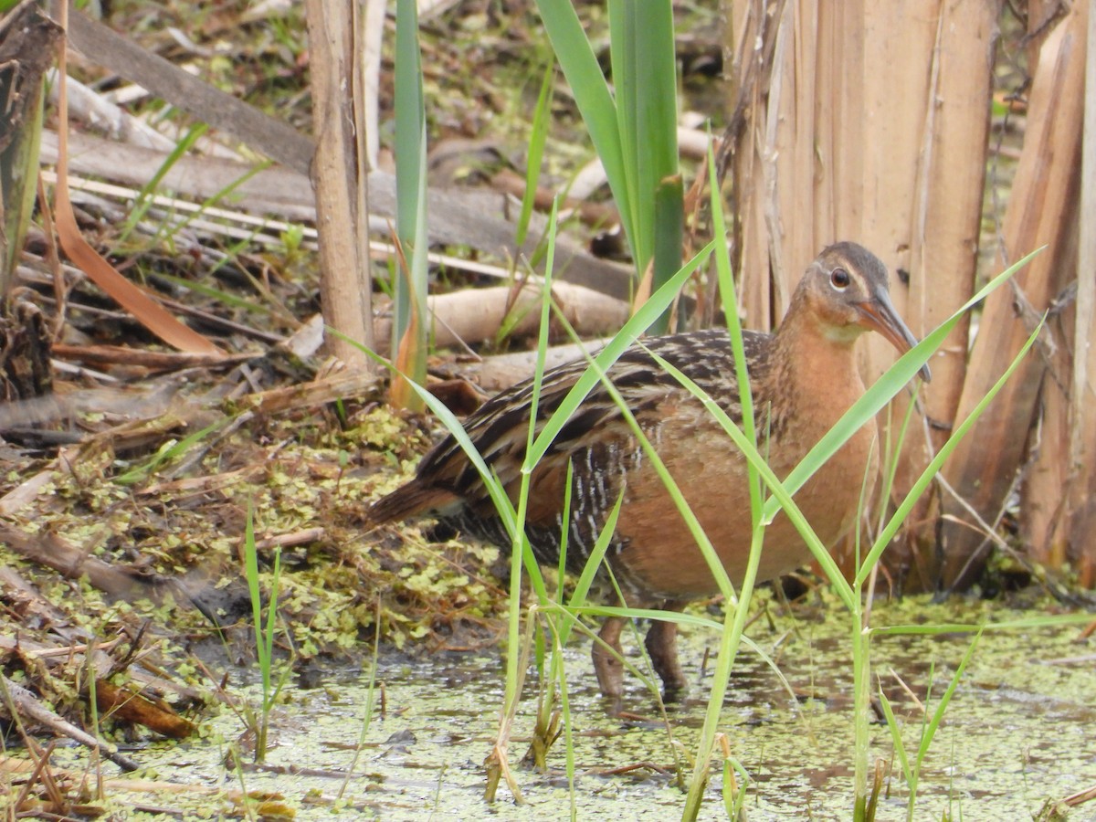 King Rail - ML642825894