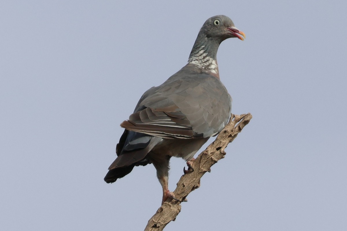 Common Wood-Pigeon - ML642825898