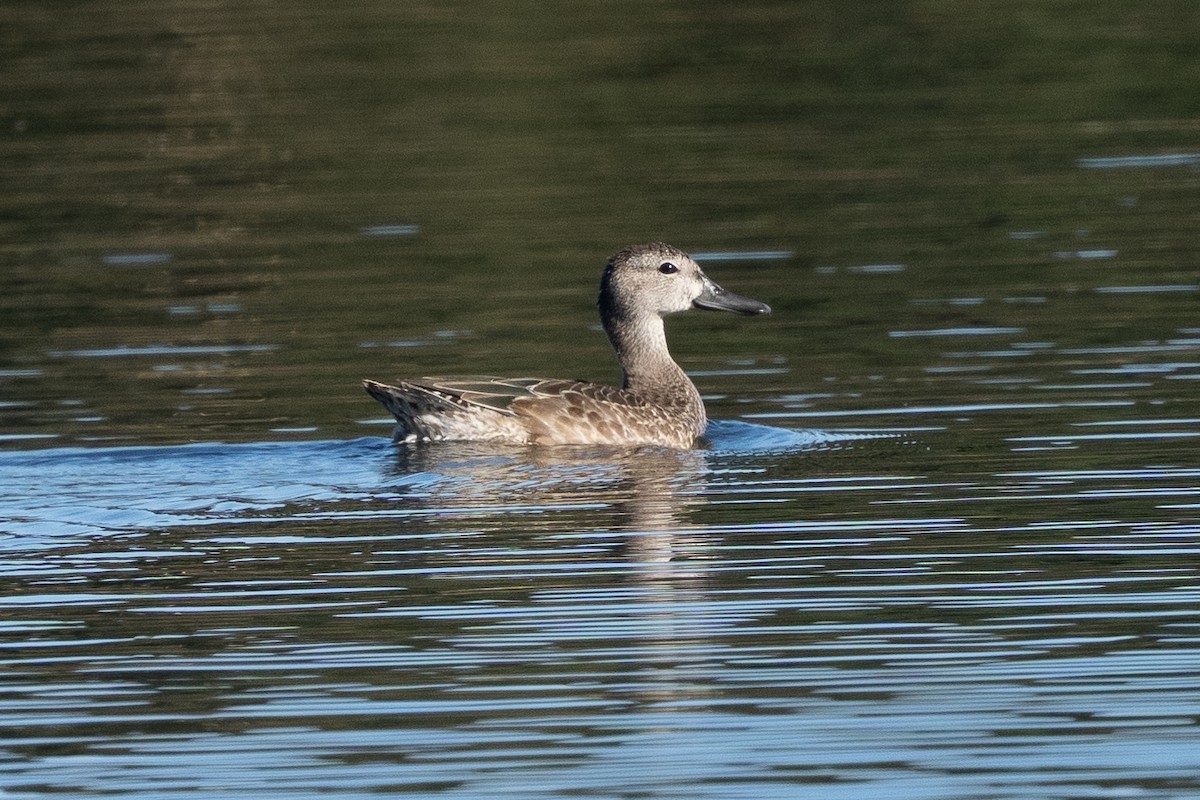 Alzavola cannella - ML642825902