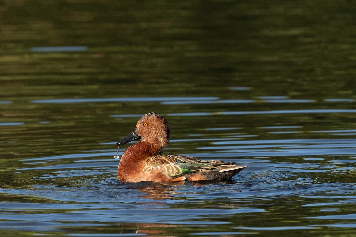 Alzavola cannella - ML642825907