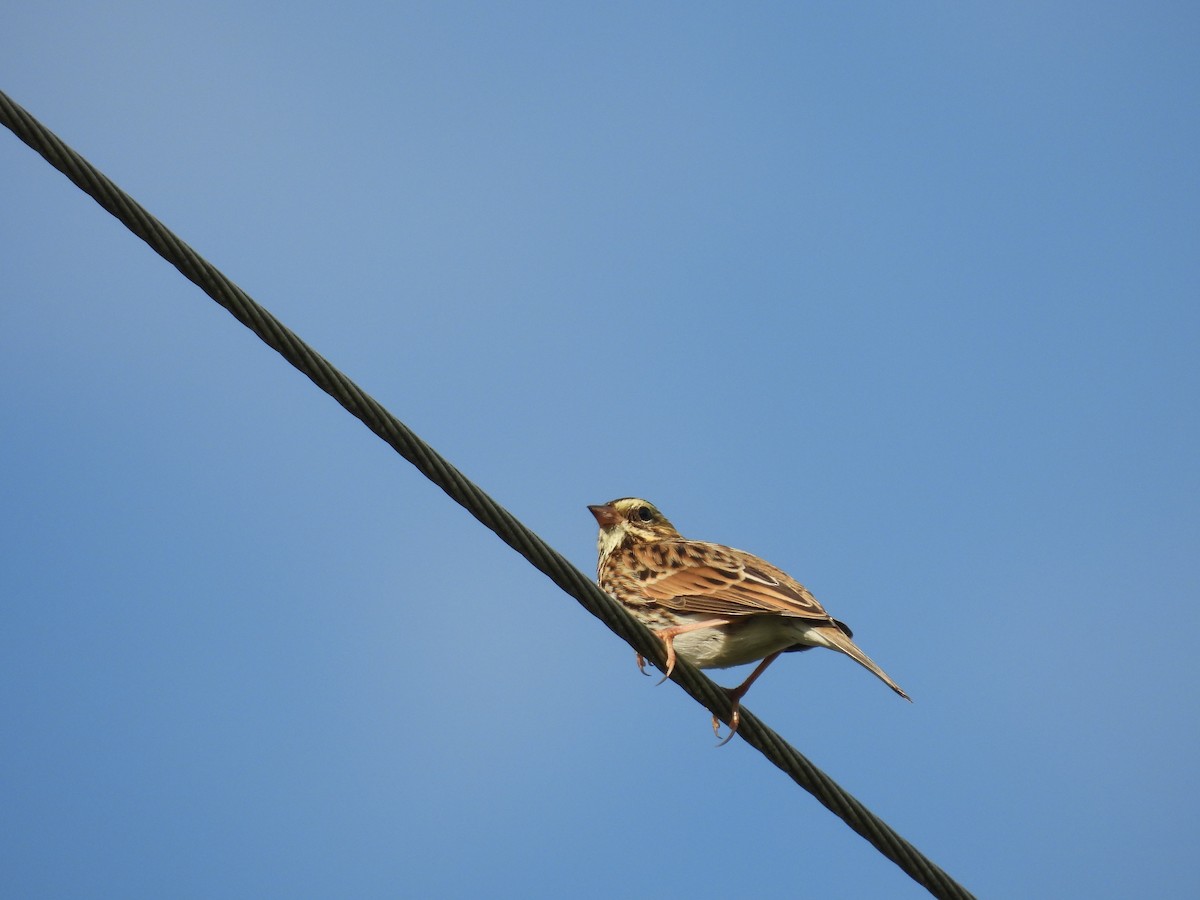 Savannah Sparrow - ML642825912