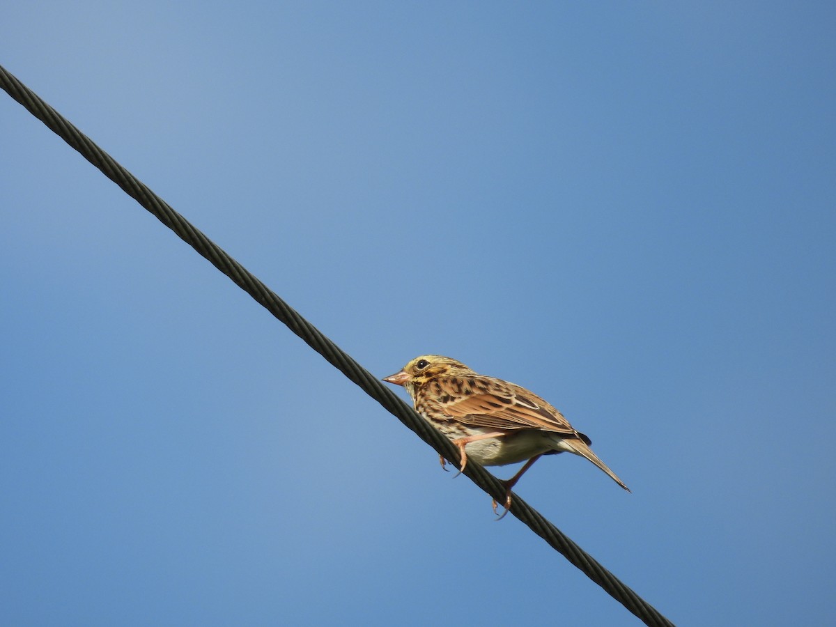 Savannah Sparrow - ML642825913