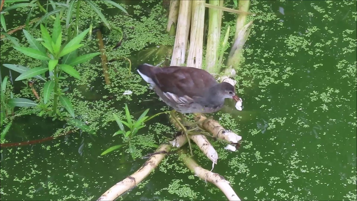 Common Gallinule - ML642825923