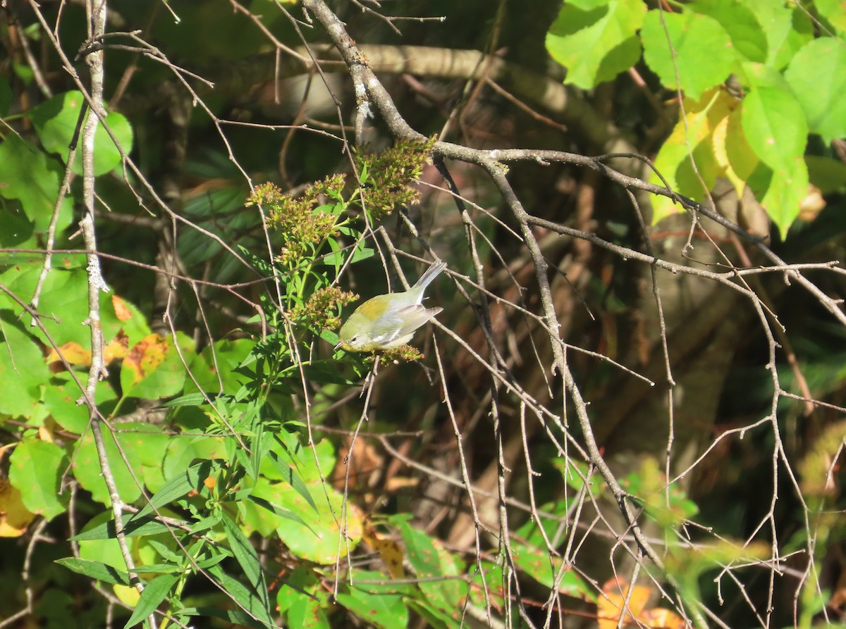stryparula - ML642825926