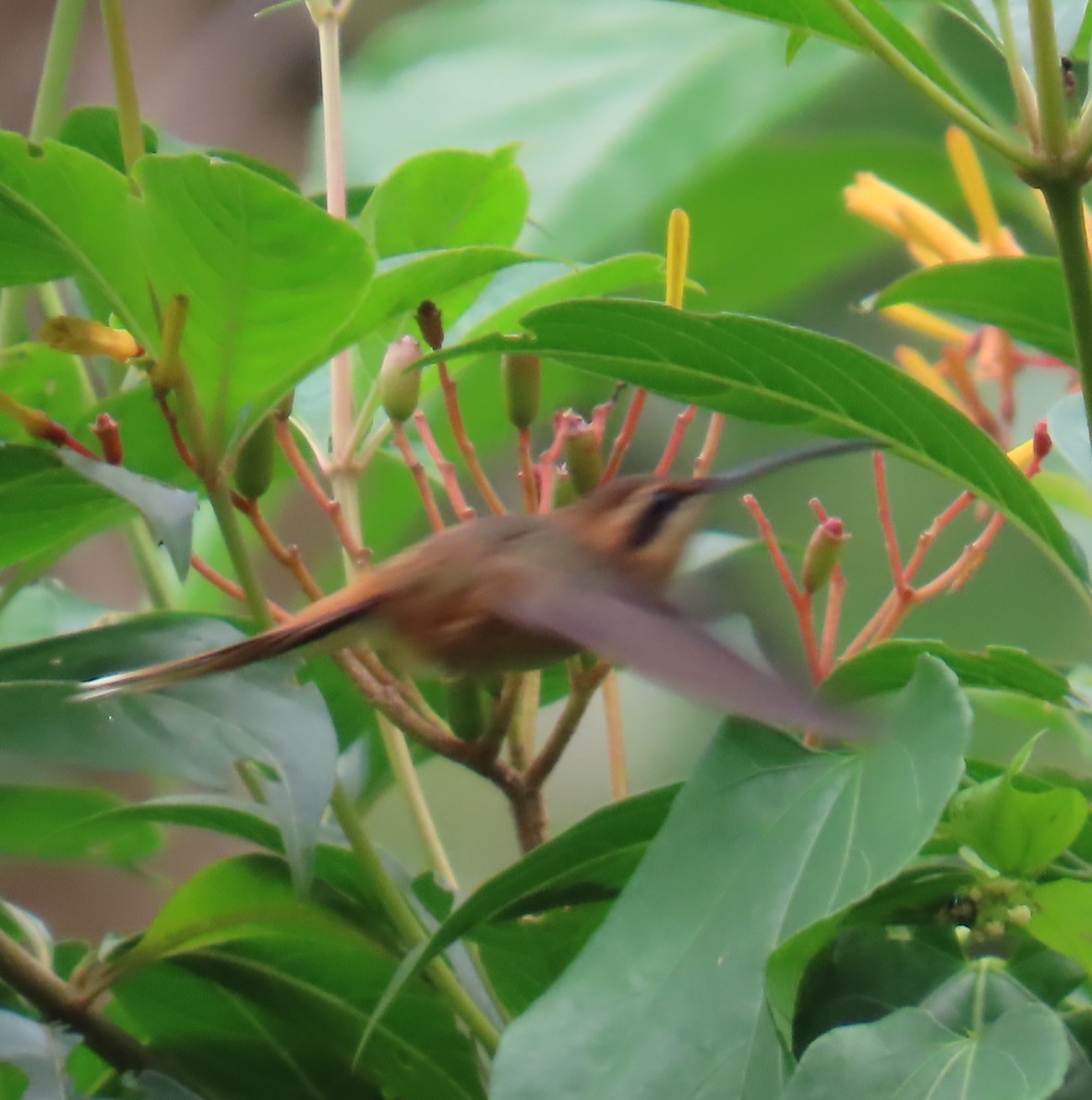 Stripe-throated Hermit - ML642825938