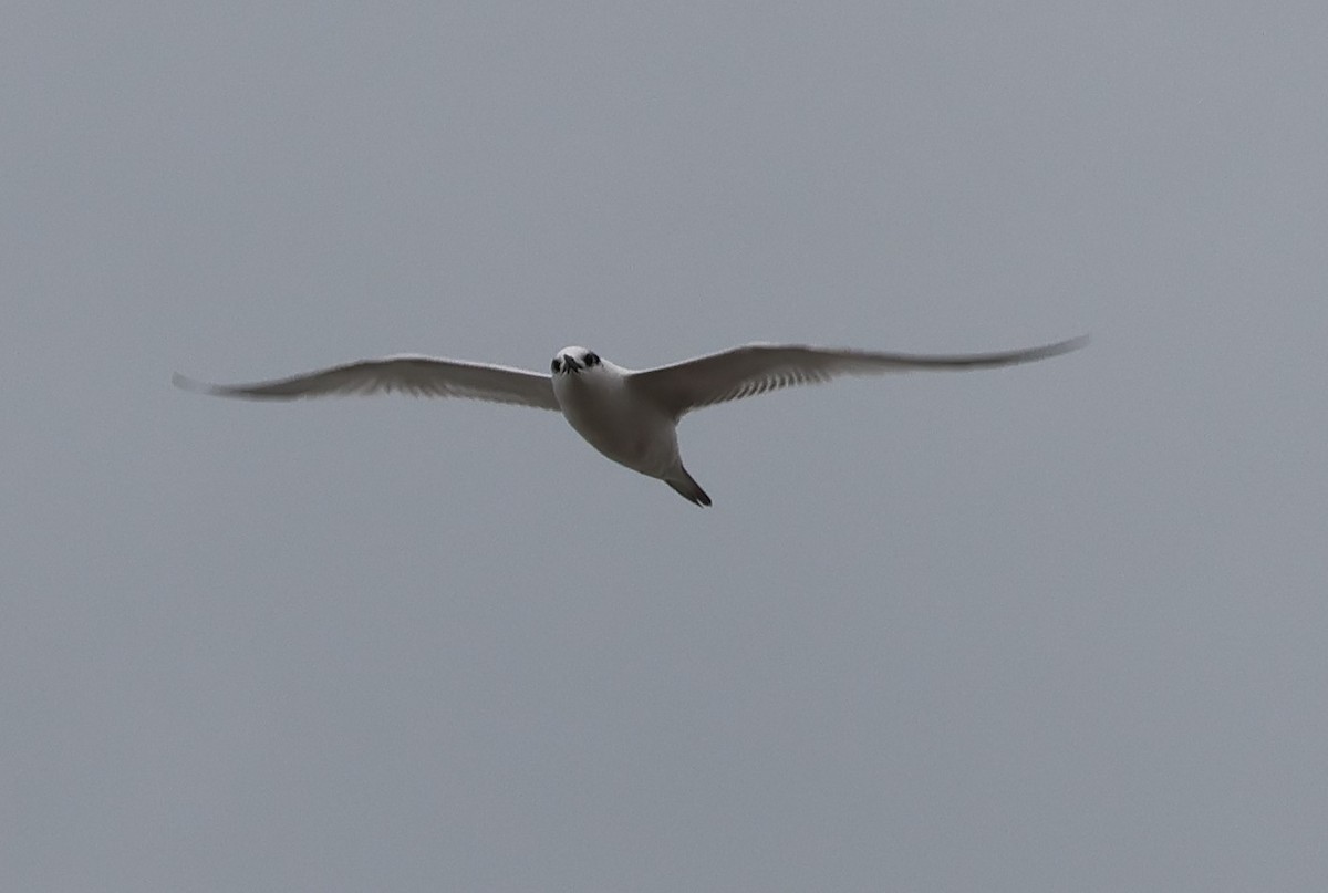 Sandwich Tern - ML642825947