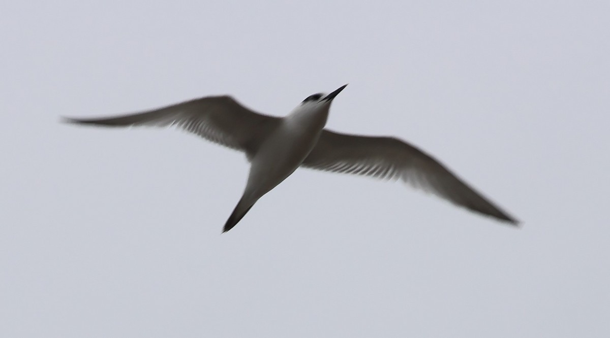 Sandwich Tern - ML642825948