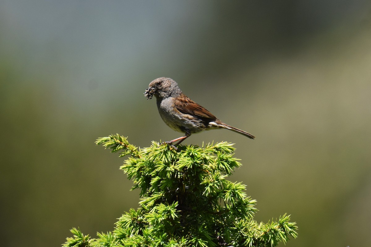 Dunnock - ML642825973