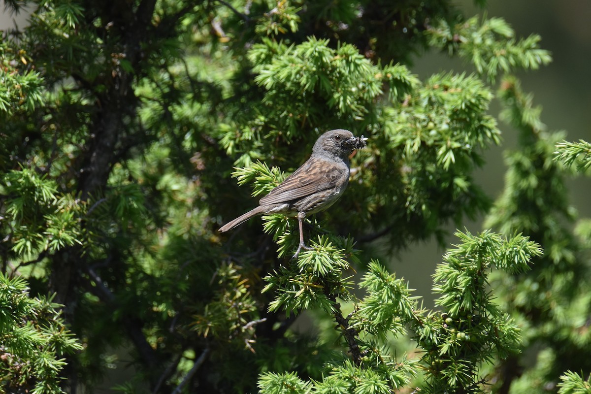 Dunnock - ML642825974