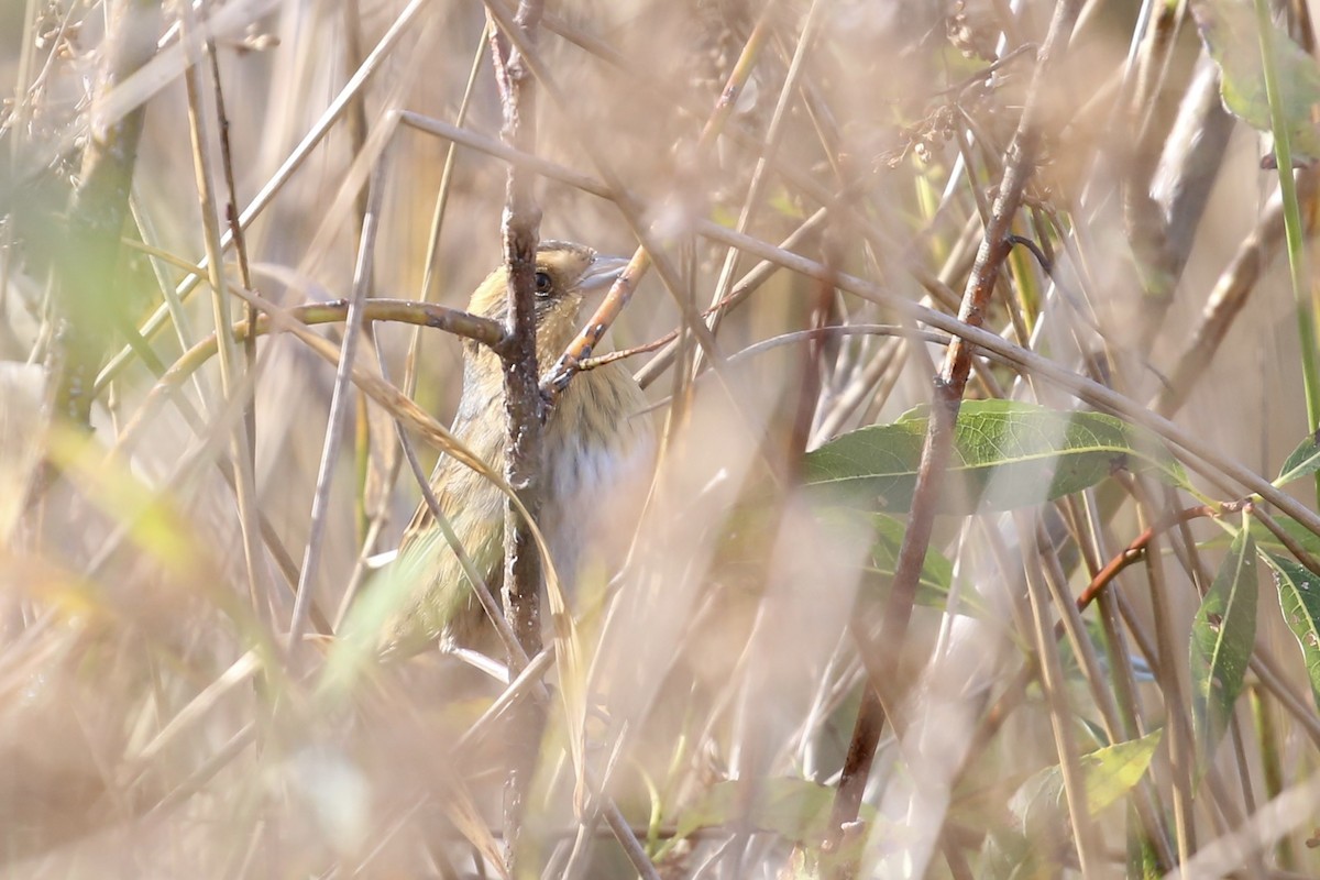 Nelson's Sparrow - ML642825976