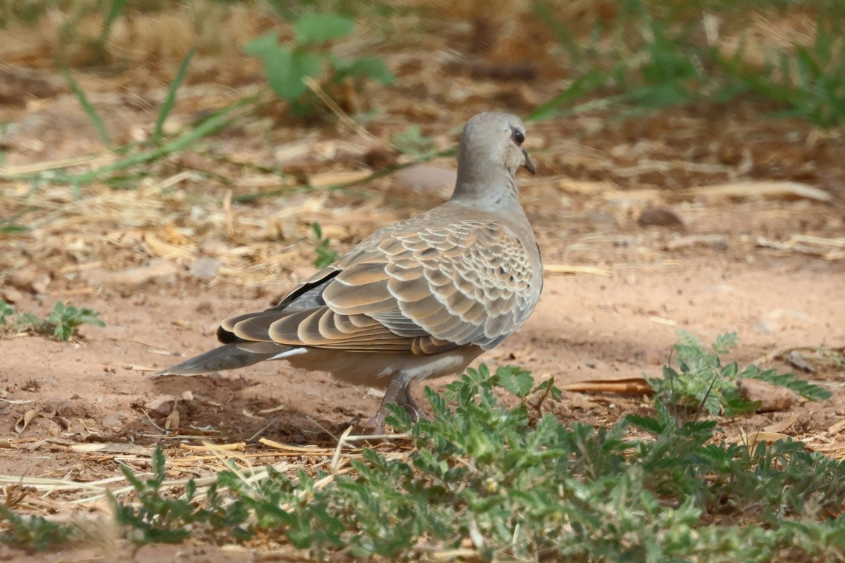 European Turtle-Dove - ML642825997