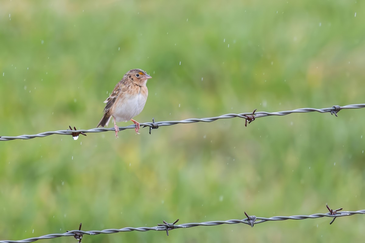 Grasshopper Sparrow - ML642826007