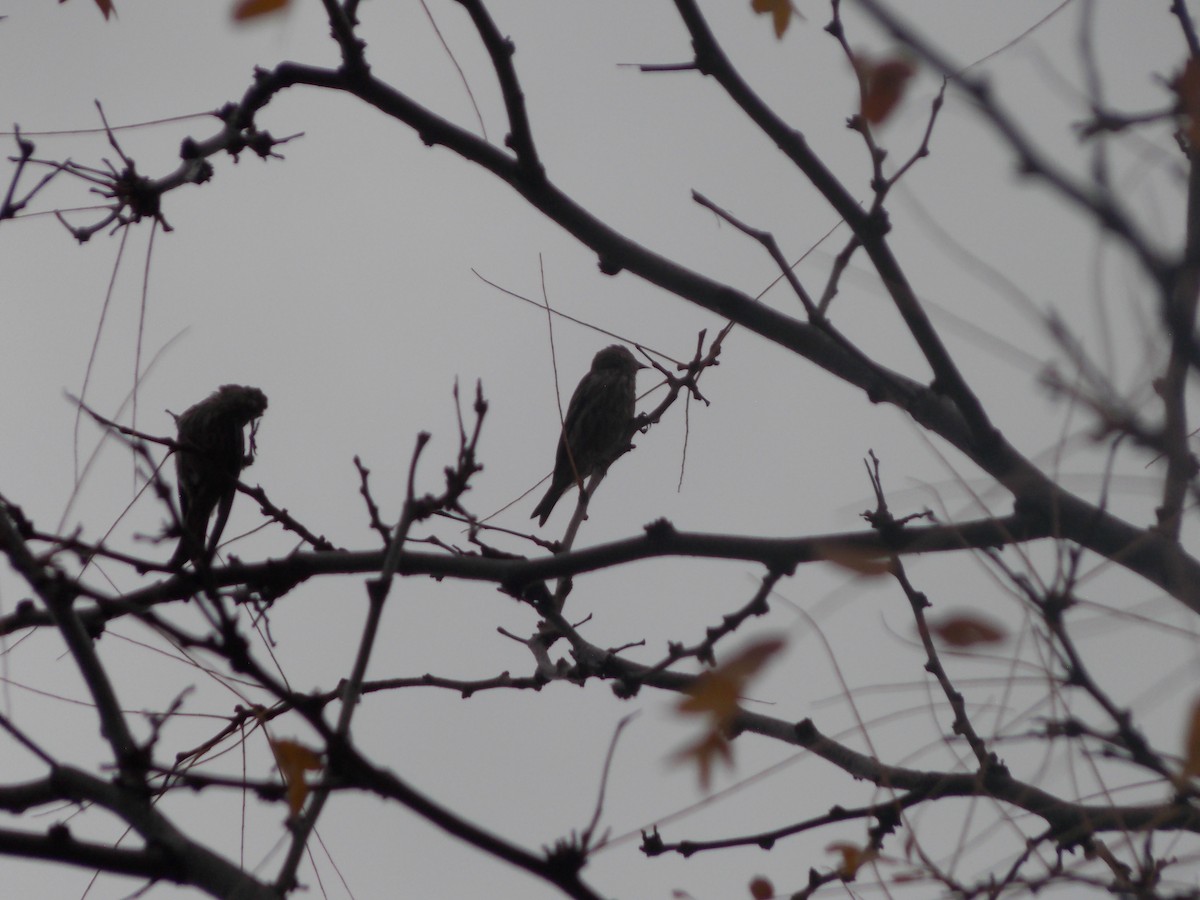 Pine Siskin - ML642826012