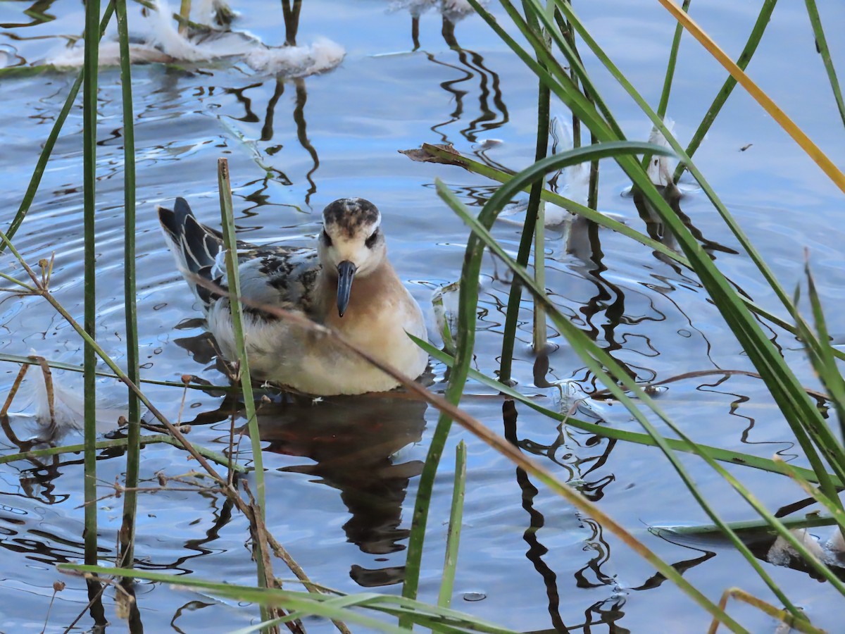 Phalarope à bec large - ML642826043