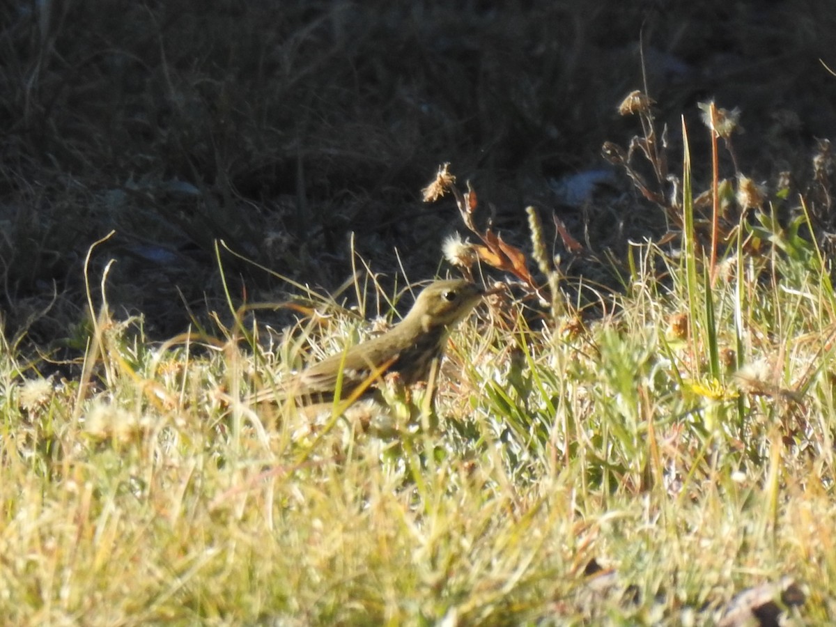 Pipit d'Amérique - ML642826058