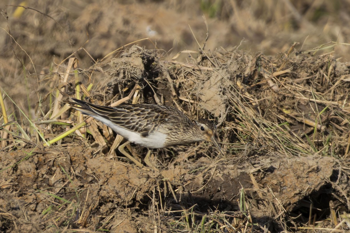 Pectoral Sandpiper - ML642826063