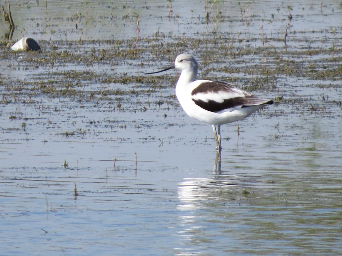 Avocette d'Amérique - ML642826068