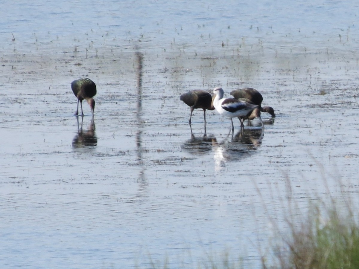 Avocette d'Amérique - ML642826074