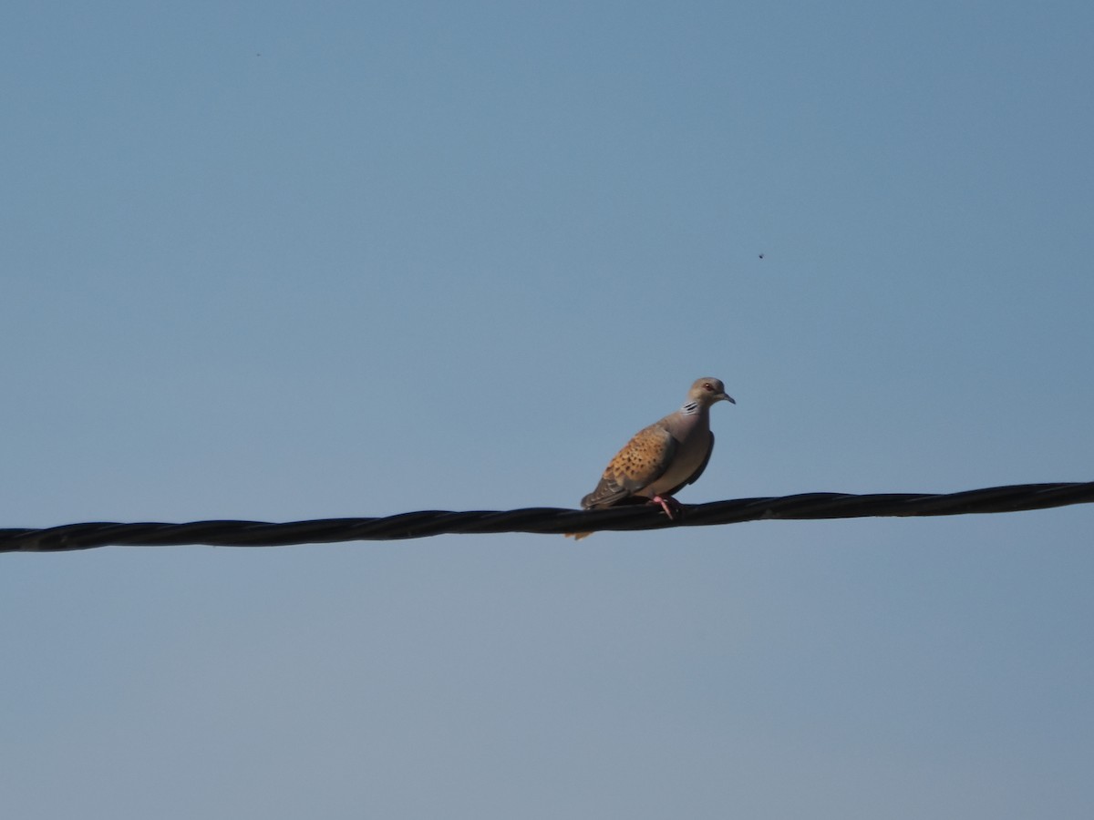 European Turtle-Dove - ML642826079
