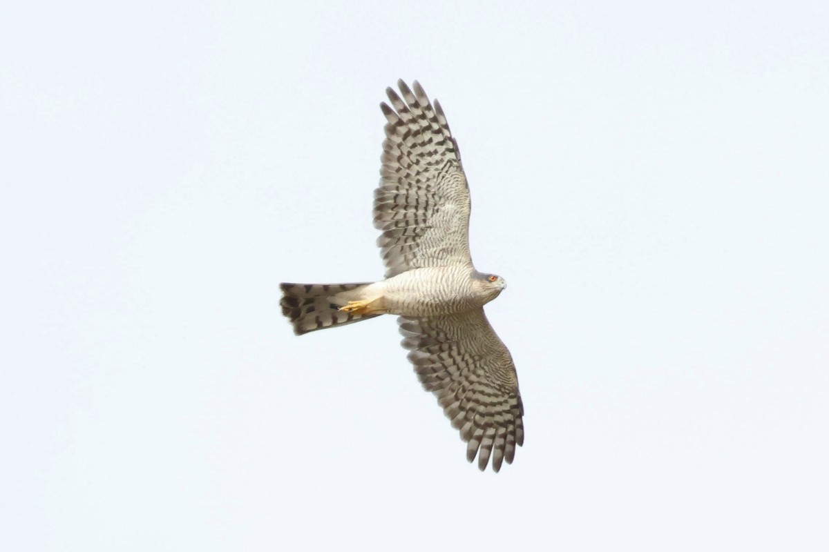 Eurasian Sparrowhawk - ML642826082