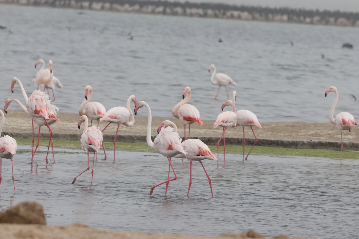 Flamant rose - ML642826101