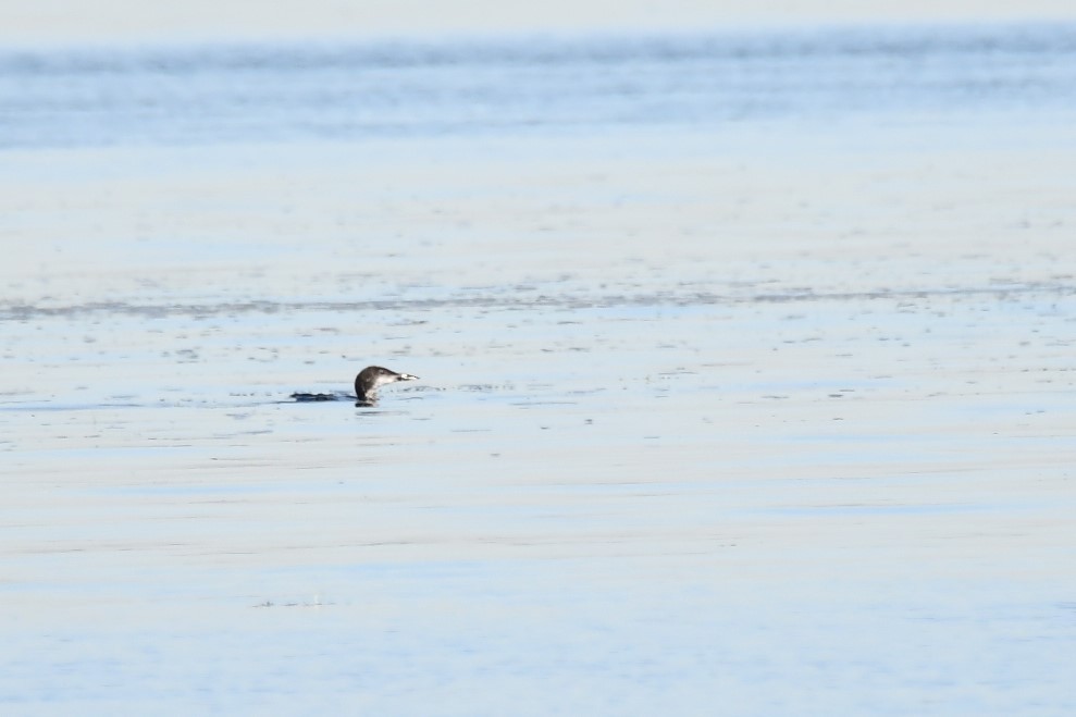 Common Loon - ML642826106