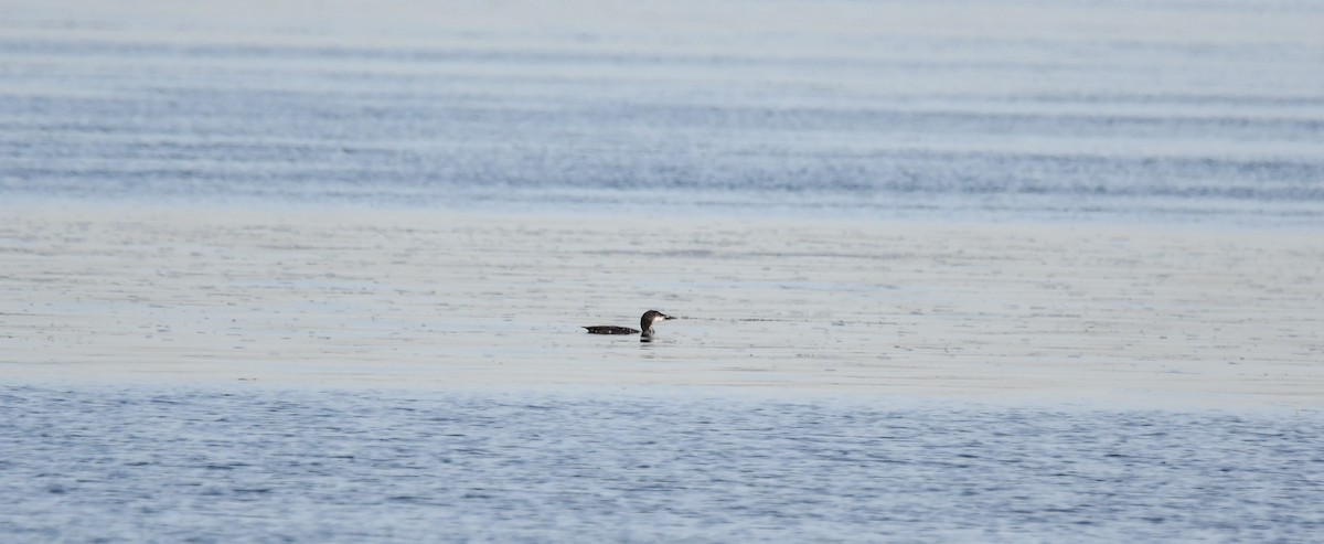 Common Loon - ML642826114