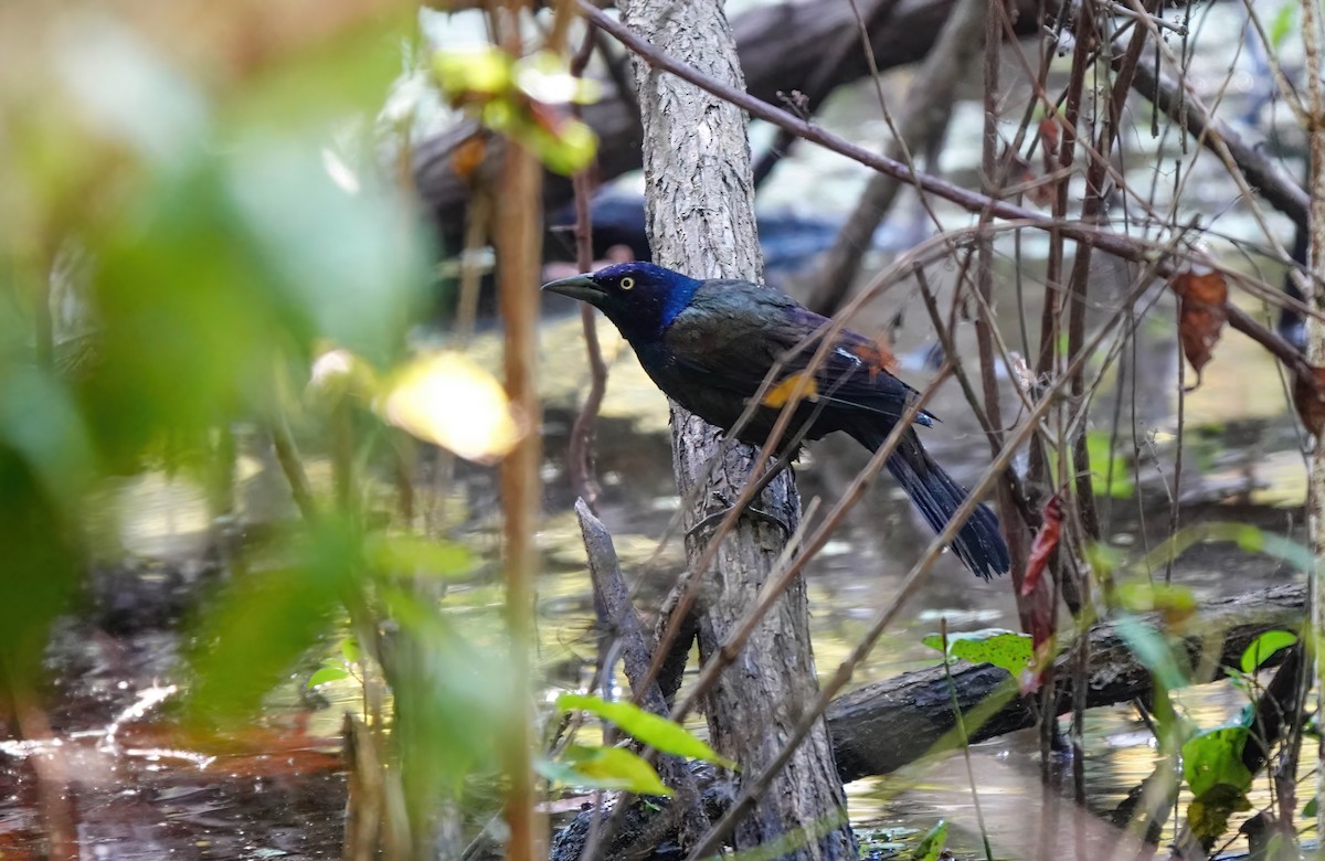 Common Grackle - ML642826128