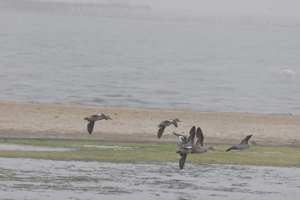 Cape Teal - ML642826137