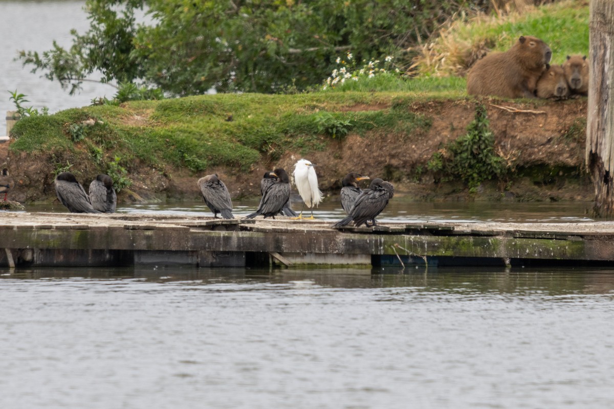Neotropic Cormorant - ML642826139
