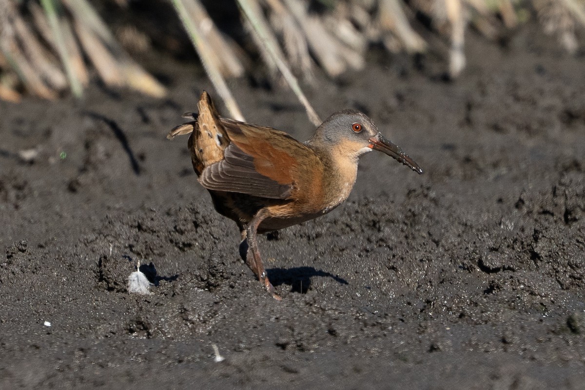 Virginia Rail - ML642826142