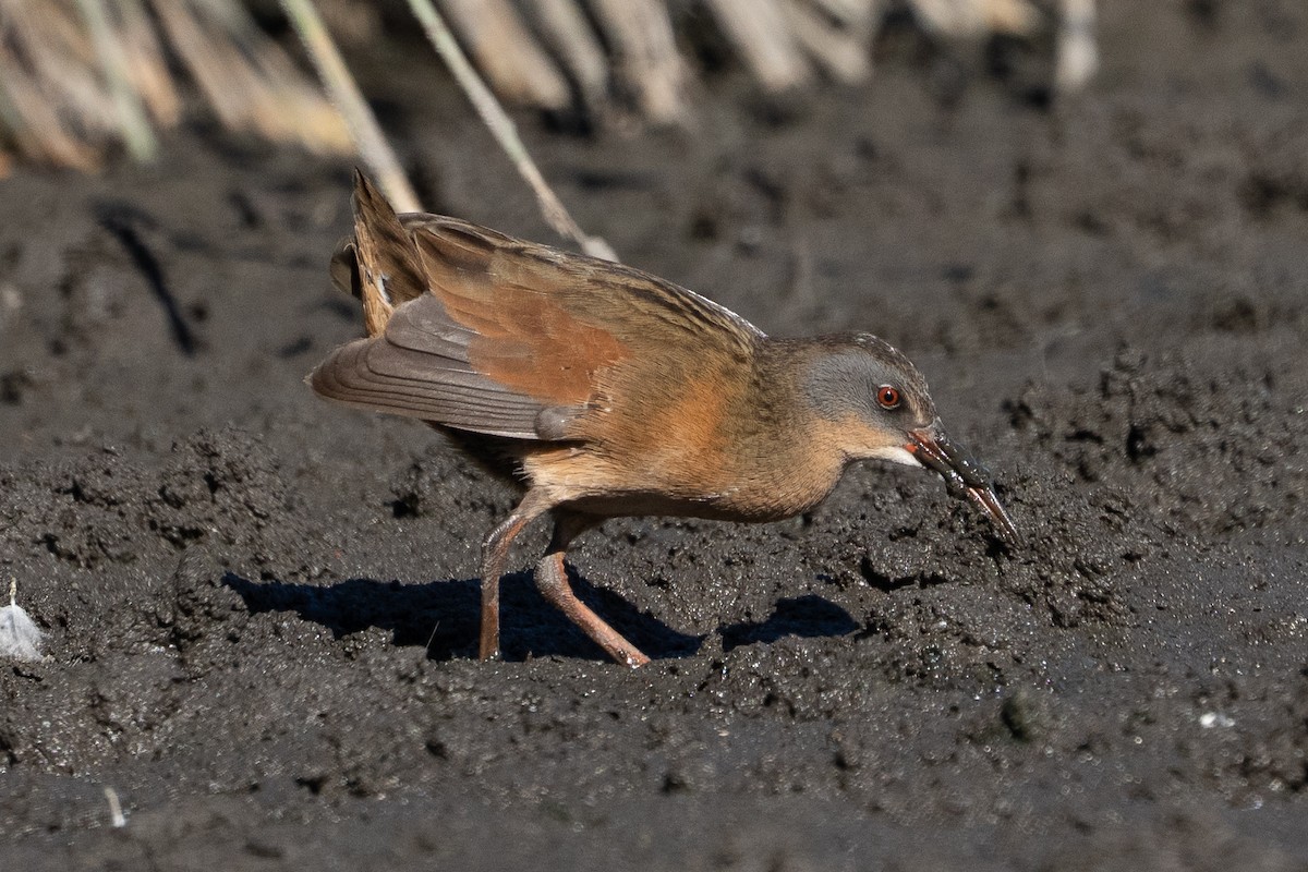 Virginia Rail - ML642826143