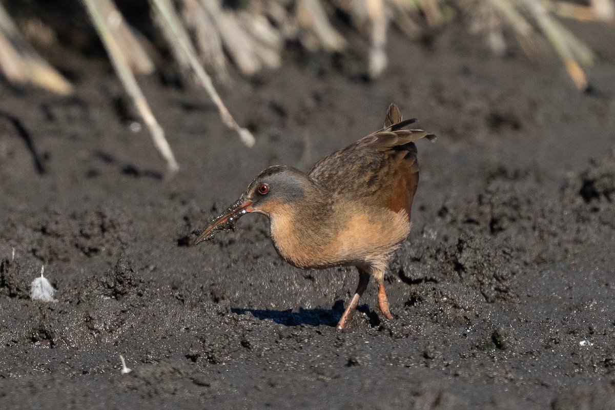 Virginia Rail - ML642826144