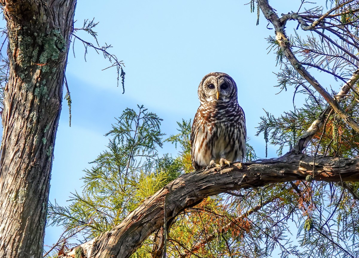 Barred Owl - ML642826146