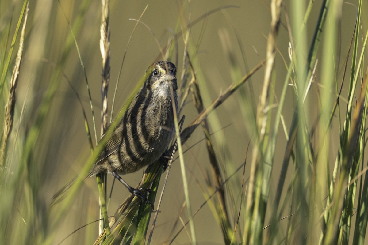 Seaside Sparrow - ML642826162