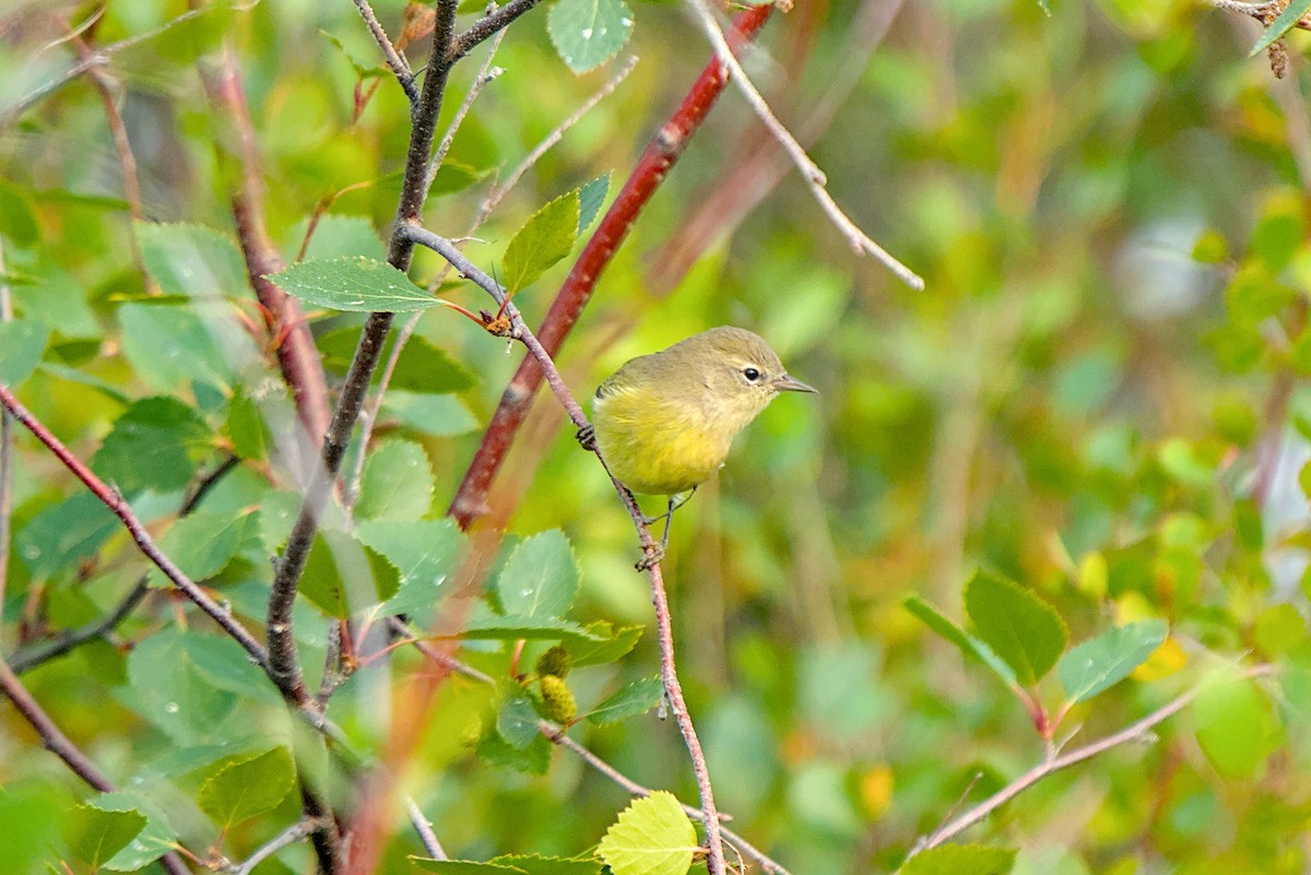 Orange-crowned Warbler - ML642826175