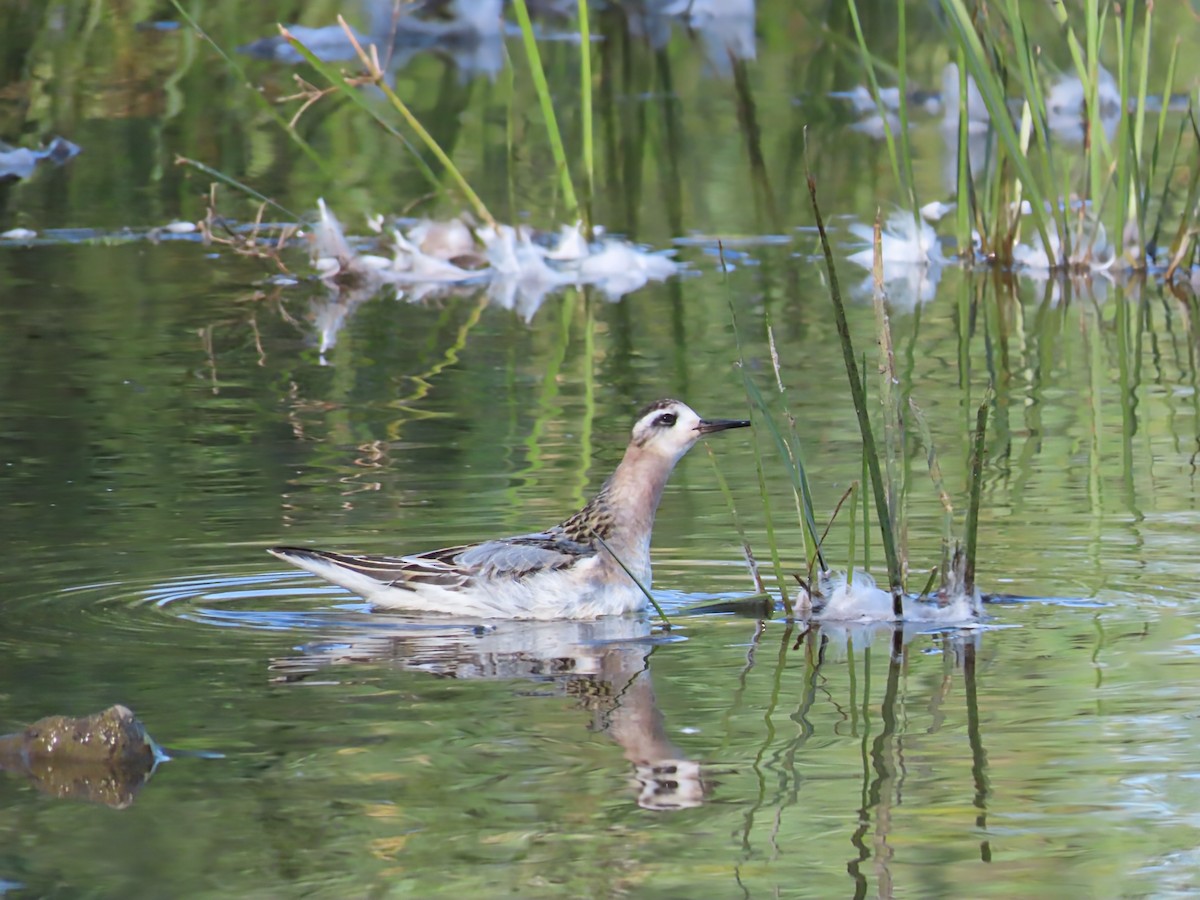 Red Phalarope - ML642826180