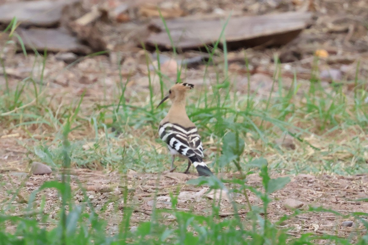 Common Hoopoe - ML642826212