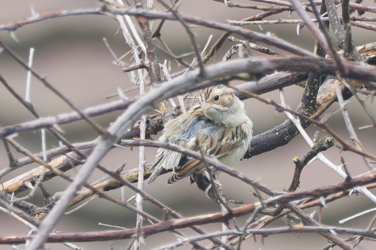 Clay-colored Sparrow - ML642826220